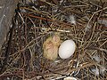 Vogels Duiven: Jongen, Gebruik door de mens, Symboliek