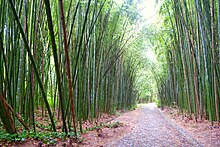 Bamboo garden in Coimbra Bamboo - Jardim Botanico da Universidade de Coimbra - Coimbra, Portugal - DSC08953.jpg