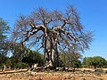 Baobab au Manicaland