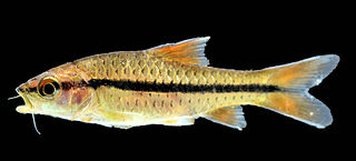 <span class="mw-page-title-main">Spotscale barb</span> Species of fish