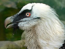 Cabeza de un quebrantahuesos adulto (blanca)