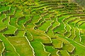 Batad Rice Terraces by Mon Federe MD