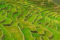 Batad Rice Terraces