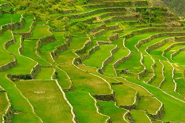 Batad Rice Terraces close-up view