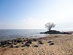 Beach of Khanka Lake.jpg