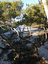 The sandy beach among the mangroves