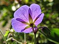 File:Paeonia ludlowii flower base bracts sepals.jpg - Wikipedia