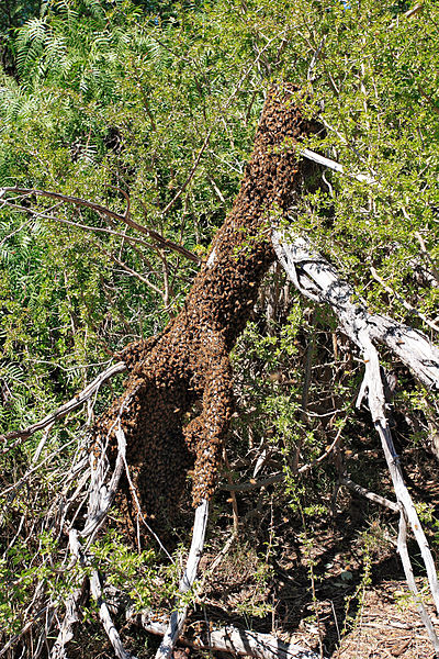 File:Bee swarm on fallen tree.jpg