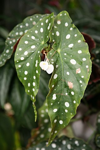<i>Begonia maculata</i> Flowering plant with silver Polka dots
