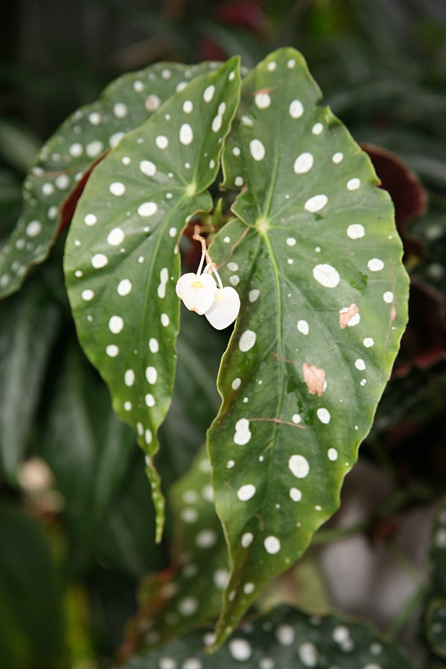 Begonia maculata - Wikipedia, la enciclopedia libre