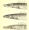 Beiträge zur Kenntniss der Fische Afrika's (II) und Beschreibung einer neuen Paraphoxinus-Art aus der Herzegowina (1882) (20175266918).jpg