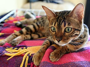 Bengal cat