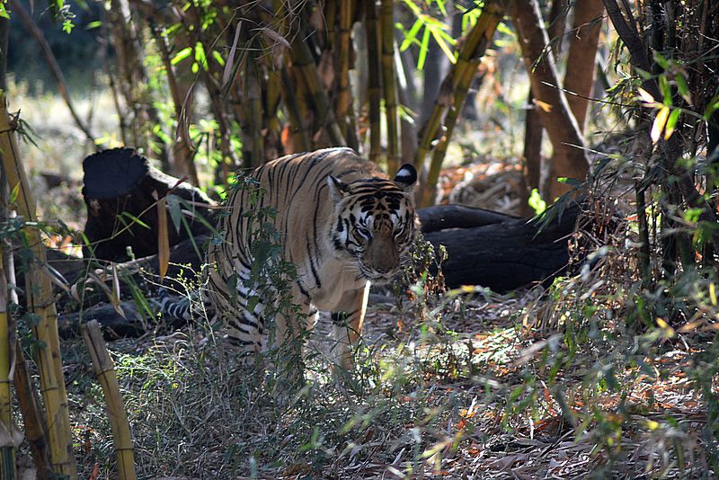 File:Bengal Tiger(Male).jpg
