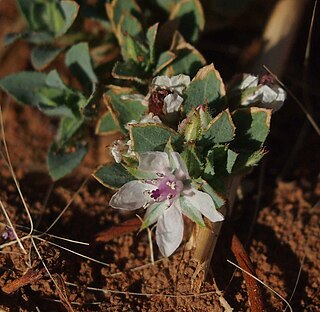 <i>Bergia</i> Genus of flowering plants