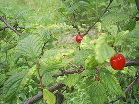 Berries and leaves of Prunus Cerasus tomentosa.jpg