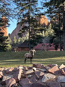 Bighorn sheep on Glen Eyrie Castle lawn Bighorn sheep on Glen Eyrie Castle lawn.jpg