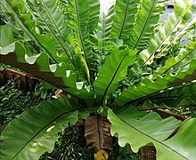 Bird's nest fern (Laumea
), an important leafy vegetable in Tokelau. Bird's-nest fern.jpg