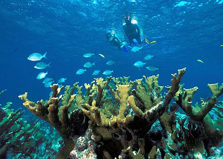 Biscayne NP snorkeling.jpg