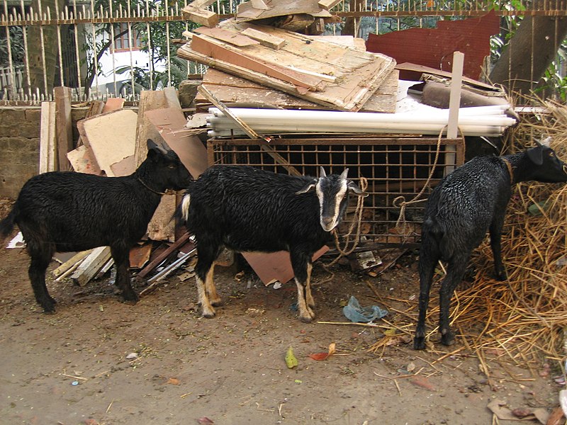 File:Black Bengal goats for Eid ul Adha.jpg