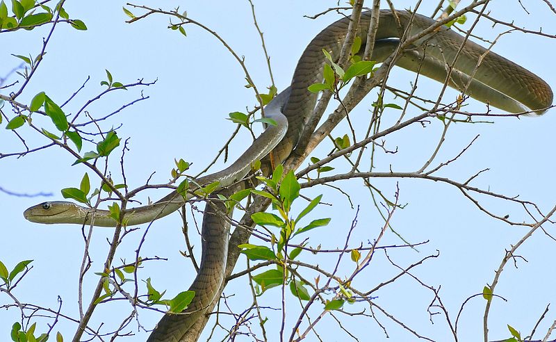 File:Black Mamba (Dendroaspis polylepis) juvenile (under 2m...) on top of a tree ... (30397328144).jpg