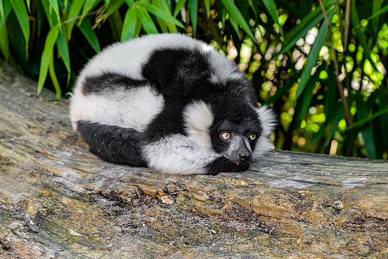 File:Black and white ruffed lemur - 51483871126.jpg