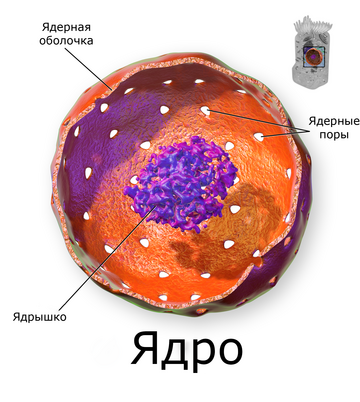 Ядро (биология)