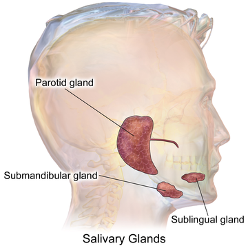 Submandibular gland