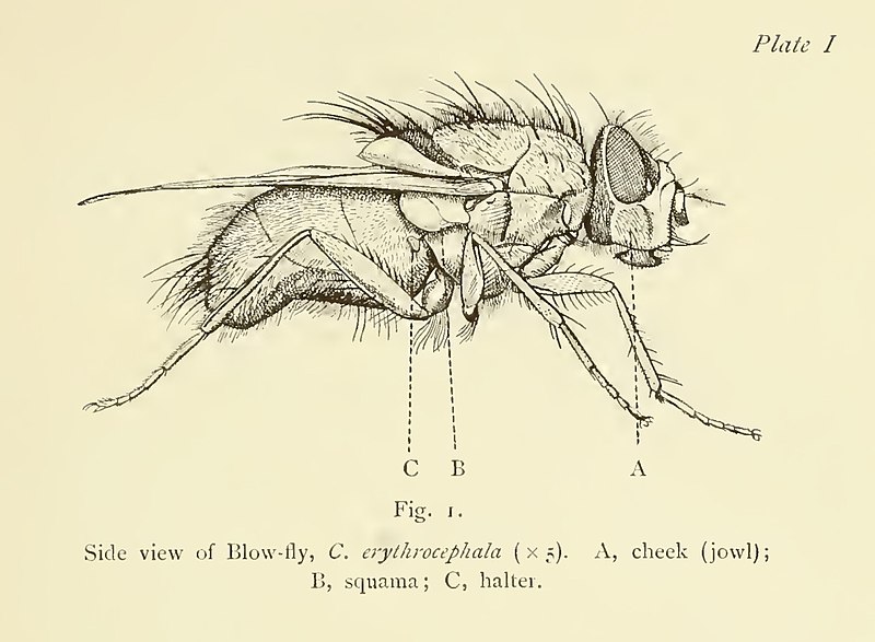 File:Blow-fly Graham-Smith 1913 35.jpg