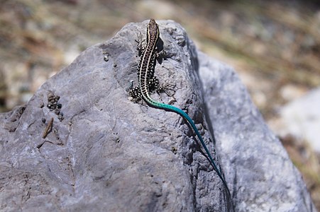 Anatololacerta finikensis, Türkiye ve Yunanistan'da görülen endemik bir kertenkele türüdür. (Üreten:Vincent Vega)