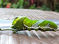 Blue Mormon Larva.jpg