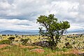 Blyde River Canyon Nature Reserve (ZA), Lowveld View -- 2024 -- 9960