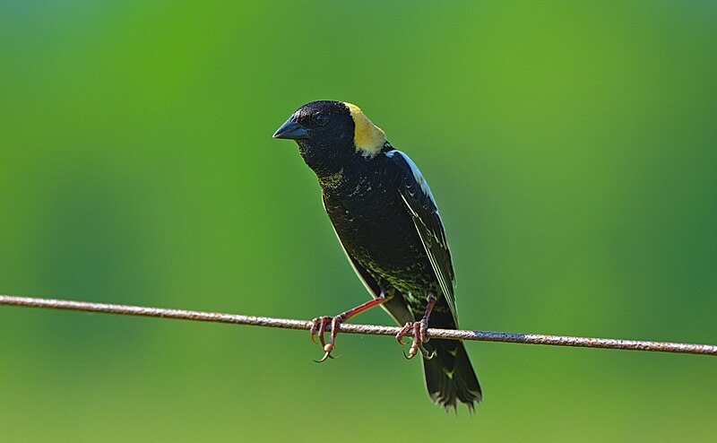 File:Bobolink, Pennsylvania (28591296928).jpg