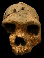 Homo bodoensis Holotyp 2021 Bodo cranium Bodo D'ar, Etiopien 0,60 Mya