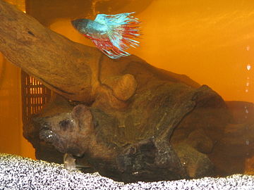Bog-wood (similar to, but not, driftwood) in an aquarium, turning the water a tea-like brown