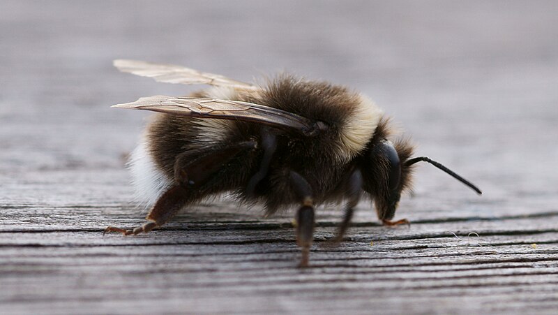 File:Bombus lucorum 2009.JPG