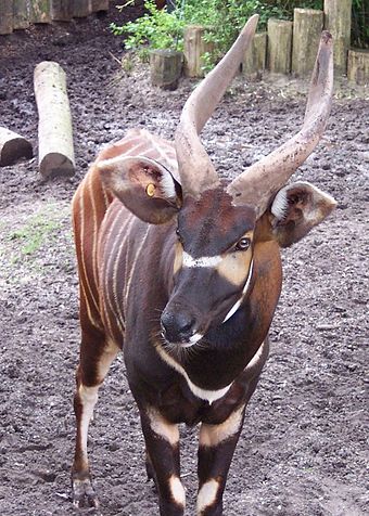 An eastern bongo's horns