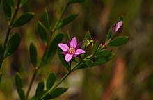 Boronia parviflora.jpg