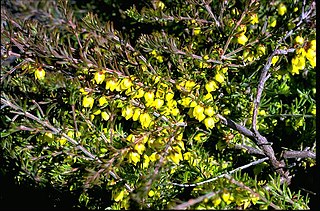 <i>Boronia purdieana</i> species of plant