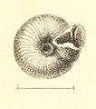Boston Journal of Natural History, v.7.-Plate 4-fig19-Helix Hippocrepis.jpg