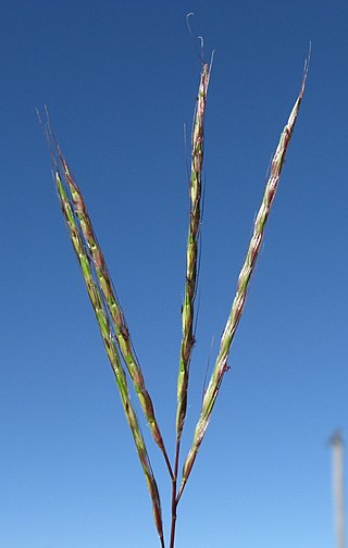 <i>Bothriochloa macra</i> Species of plant