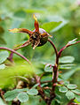 * Nomination Rosehip of dune rose (Rosa pimpinellifolia). Location. Lauwersmeer National Park in the Netherlands. Famberhorst 16:48, 10 July 2015 (UTC) * Promotion Good quality. --Hubertl 17:18, 10 July 2015 (UTC)