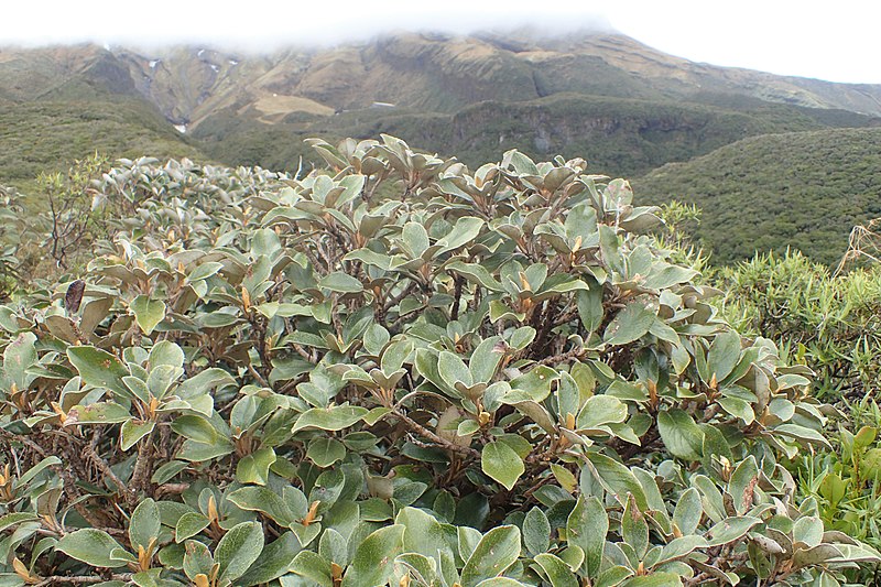 File:Brachyglottis elaeagnifolia kz02.jpg