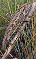 April 10: A Bradypodion gutturale chameleon.