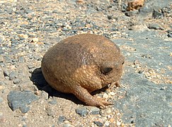 Breviceps gibbosus (Cape rain frog) - South Africa