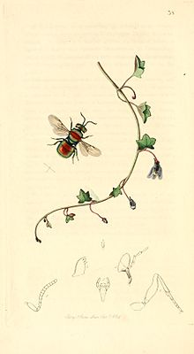 Britishentomologyvolume1Plate38.jpg