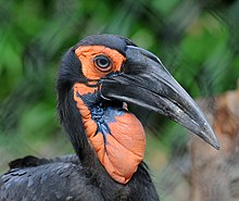 Head of female at Philadelphia Zoo Bucorvus leadbeateri -Philadelphia Zoo -upper body-8a.jpg