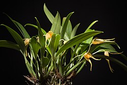 Bulbophyllum ankylochele J.J.Verm., Orchid Monogr. 7- 152 (1993) (39176532435).jpg