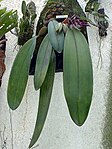 Bulbophyllum fletcherianum plant.jpg