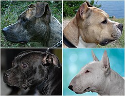 staffordshire bull terrier similar breeds