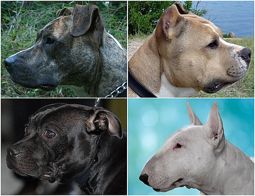 Some bull-type terrier breeds (American Pit Bull Terrier, American Staffordshire Terrier, Staffordshire Bull Terrier and Bull Terrier)